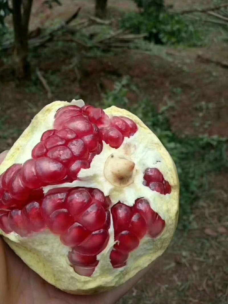 会理突尼斯石榴，