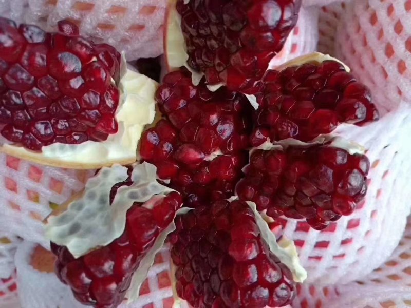 会理突尼斯石榴，