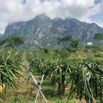 黔岭鲜果