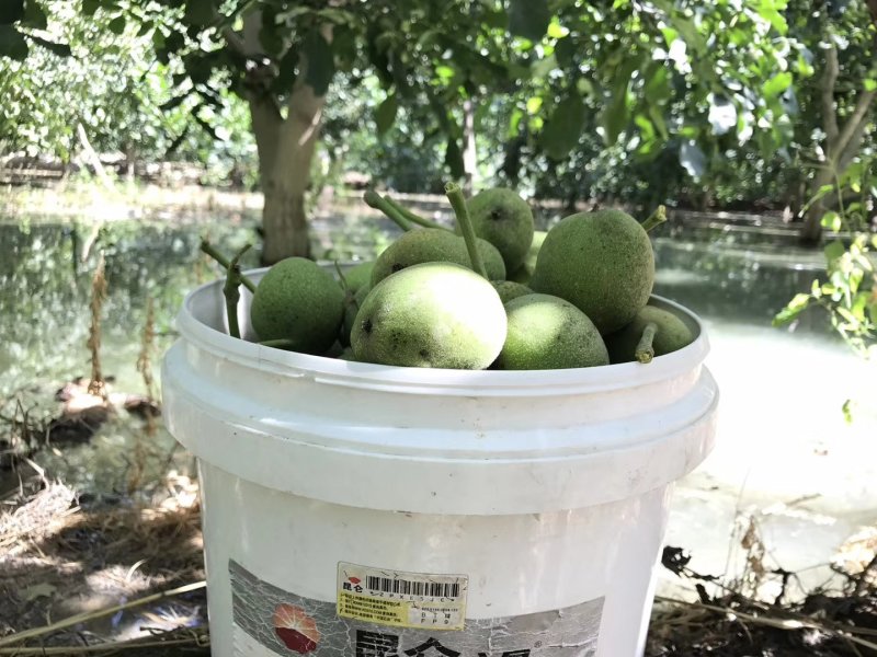 新疆薄壳核桃纸皮核桃已经下市了
