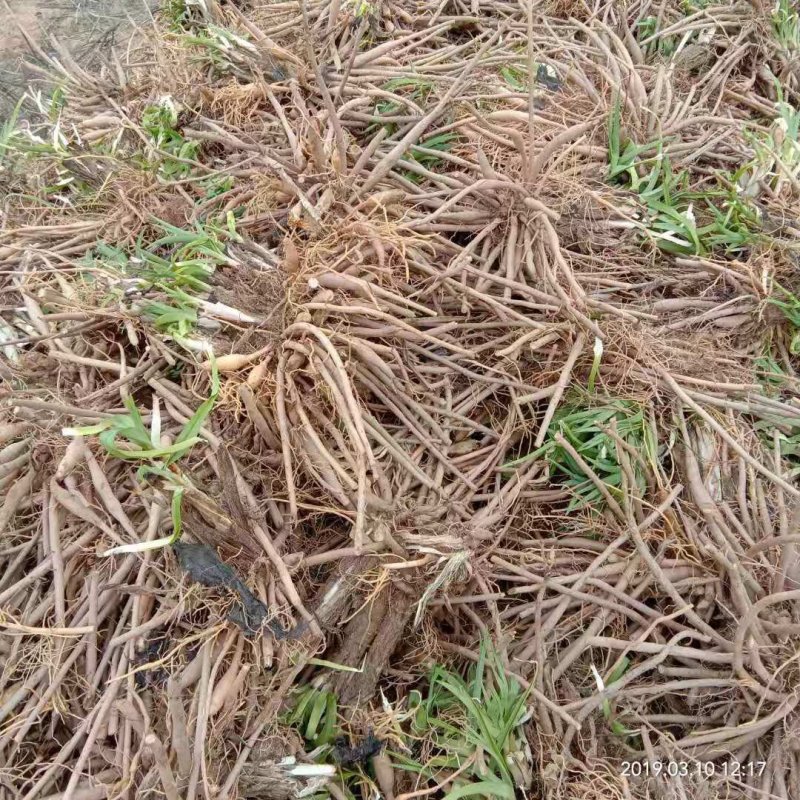 黄花菜苗