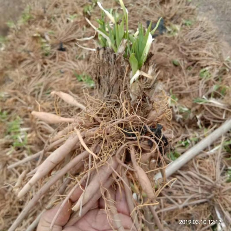 黄花菜苗