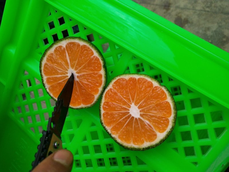 云南特早蜜橘就要大量上市了，欢迎各位老板前来采购
