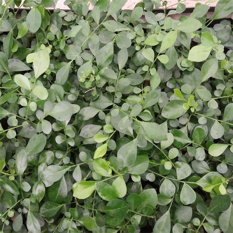 九里香种苗千里香小苗室内观叶观花植物开花洁白而芳香