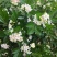 九里香种苗千里香小苗室内观叶观花植物开花洁白而芳香