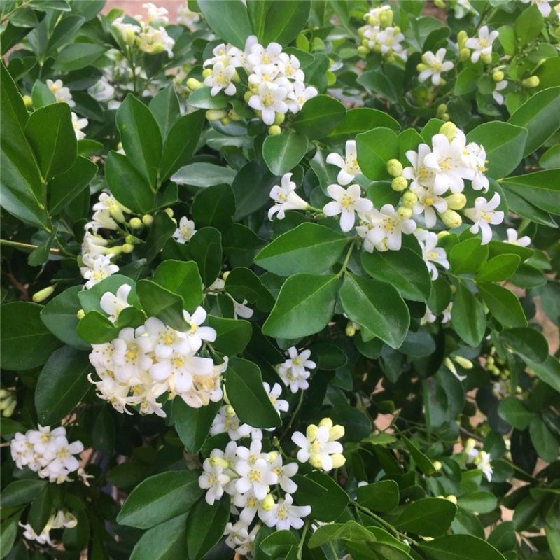 九里香种苗千里香小苗室内观叶观花植物开花洁白而芳香