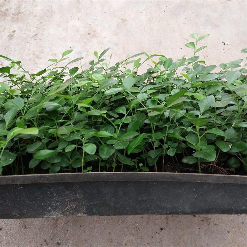 九里香种苗千里香小苗室内观叶观花植物开花洁白而芳香