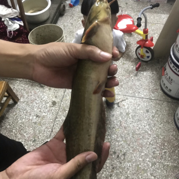 仿野生养殖塘角鱼