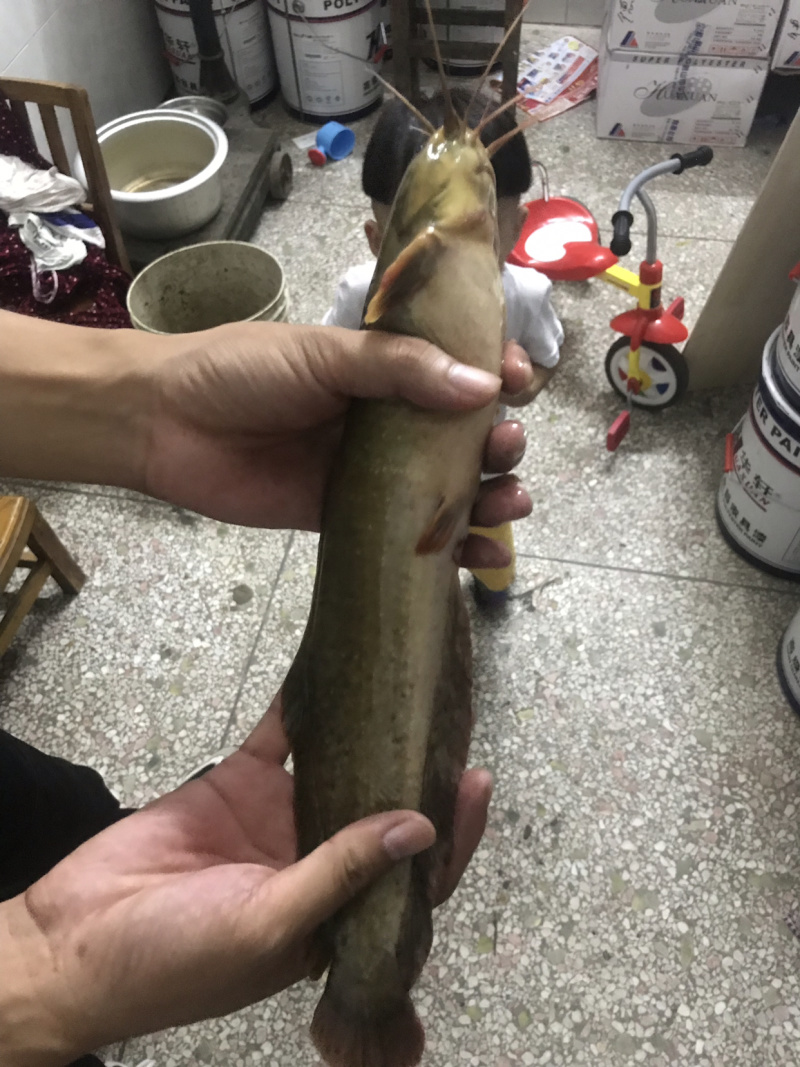 仿野生养殖塘角鱼