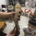 仿野生养殖塘角鱼