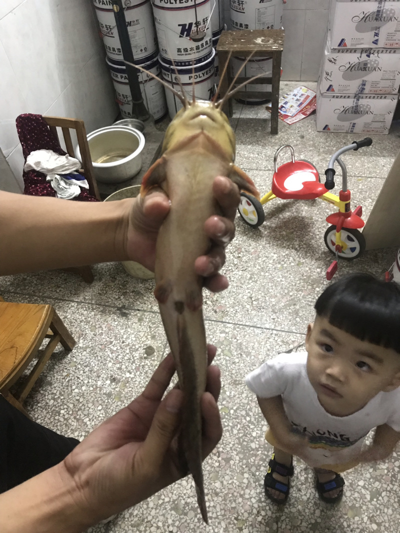 仿野生养殖塘角鱼
