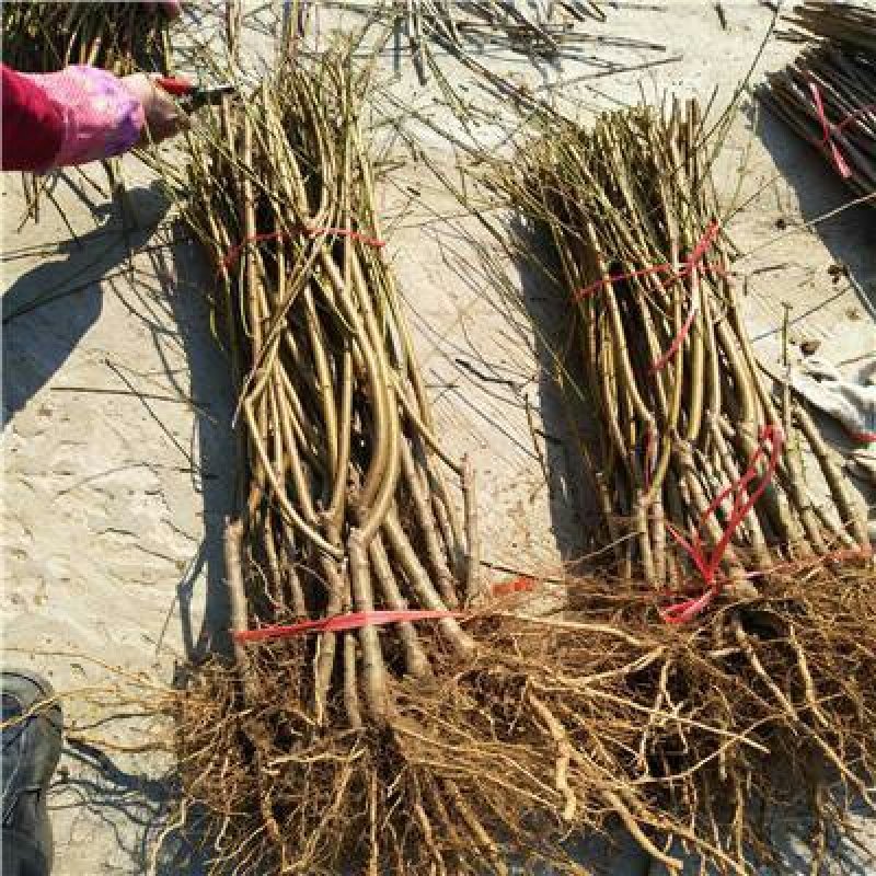 春晓桃树苗早熟优质品种品种质量全保证可实地考察