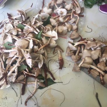 大凉山鸡枞