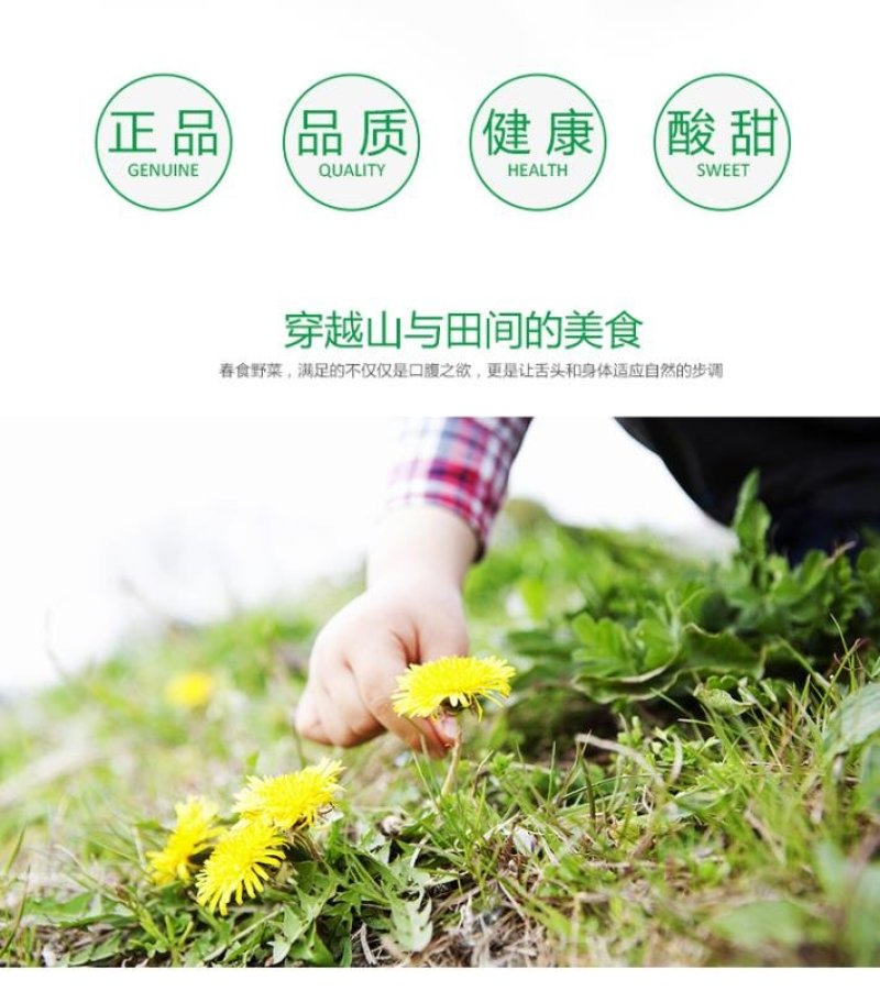 蒲公英干野菜药食同源梅干菜