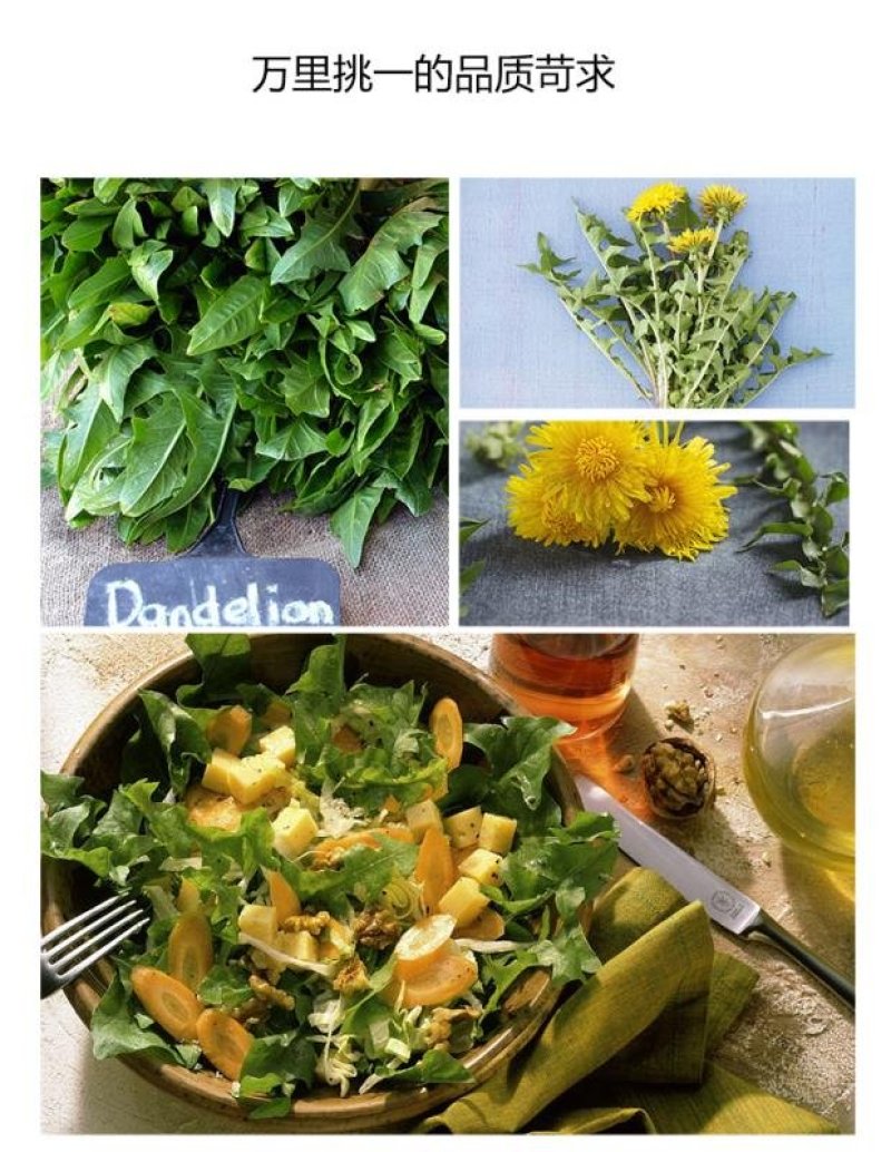 蒲公英干野菜药食同源梅干菜