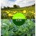 蒲公英干野菜药食同源梅干菜