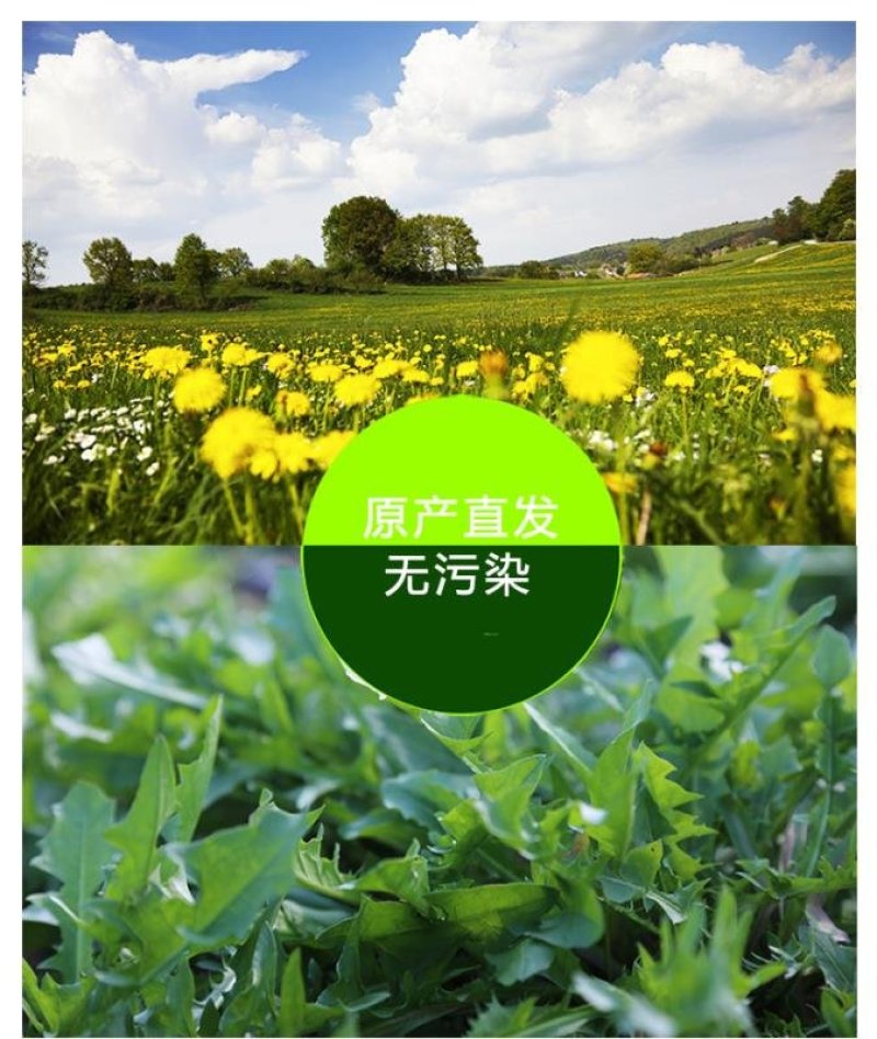 蒲公英干野菜药食同源梅干菜