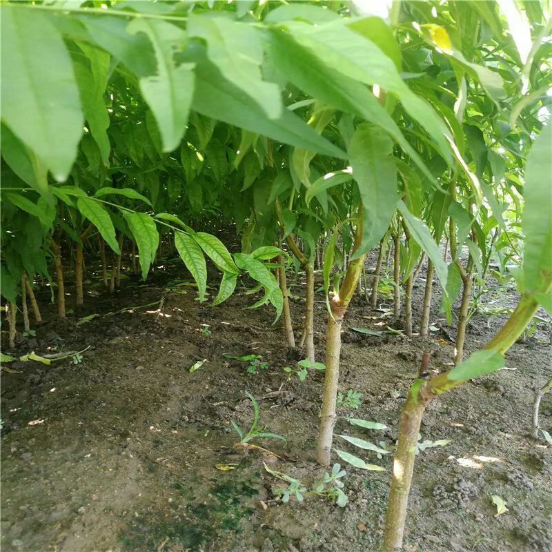 秋彤桃苗中秋节前上市大果型脆桃保证品种质量，可实地看苗