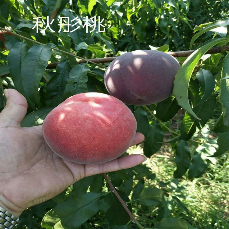 秋彤桃苗中秋节前上市大果型脆桃保证品种质量，可实地看苗
