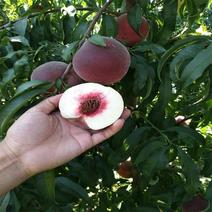 秋彤桃苗中秋节前上市大果型脆桃保证品种质量，可实地看苗