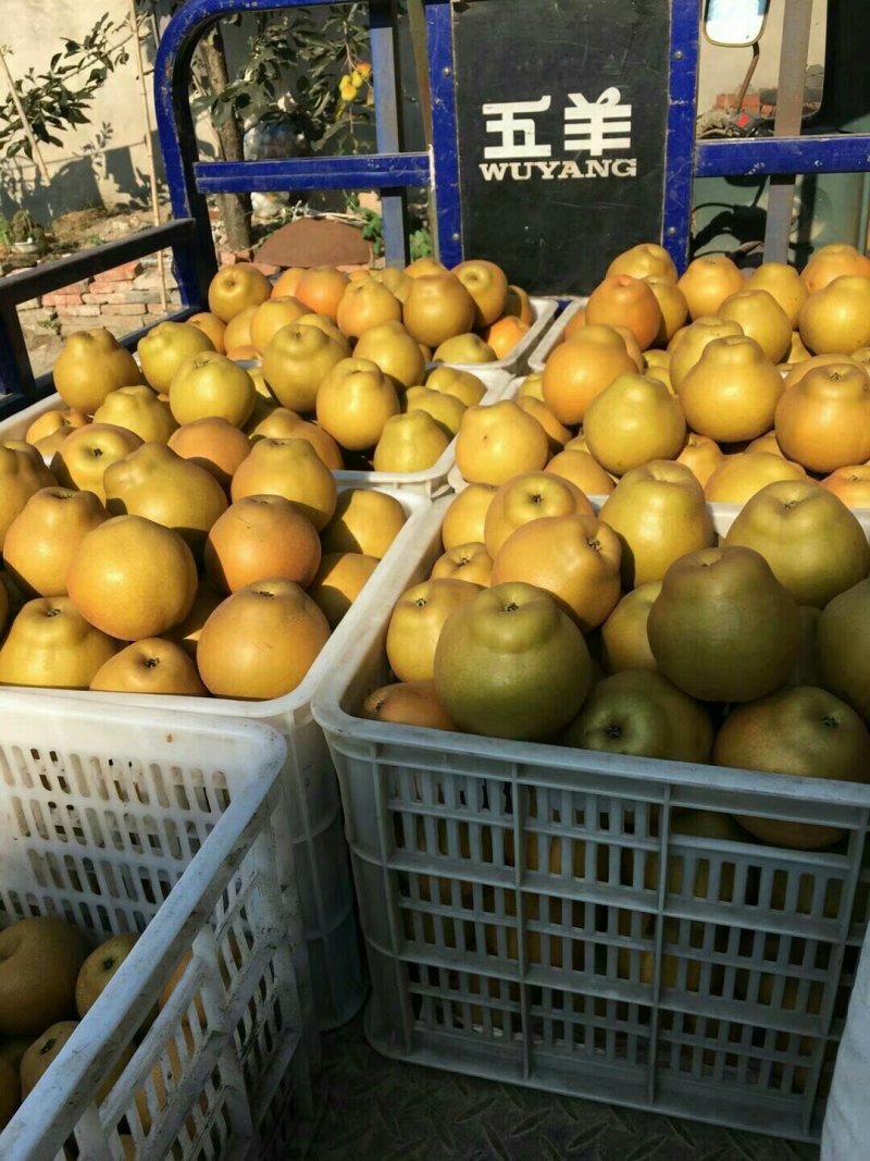 湖北省襄阳市宜城市黄花梨，口感脆甜，量大