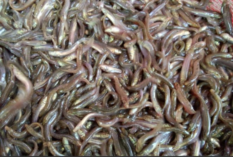 纯种台湾泥鳅，量大价优产地批发价出售全程提供养殖技术