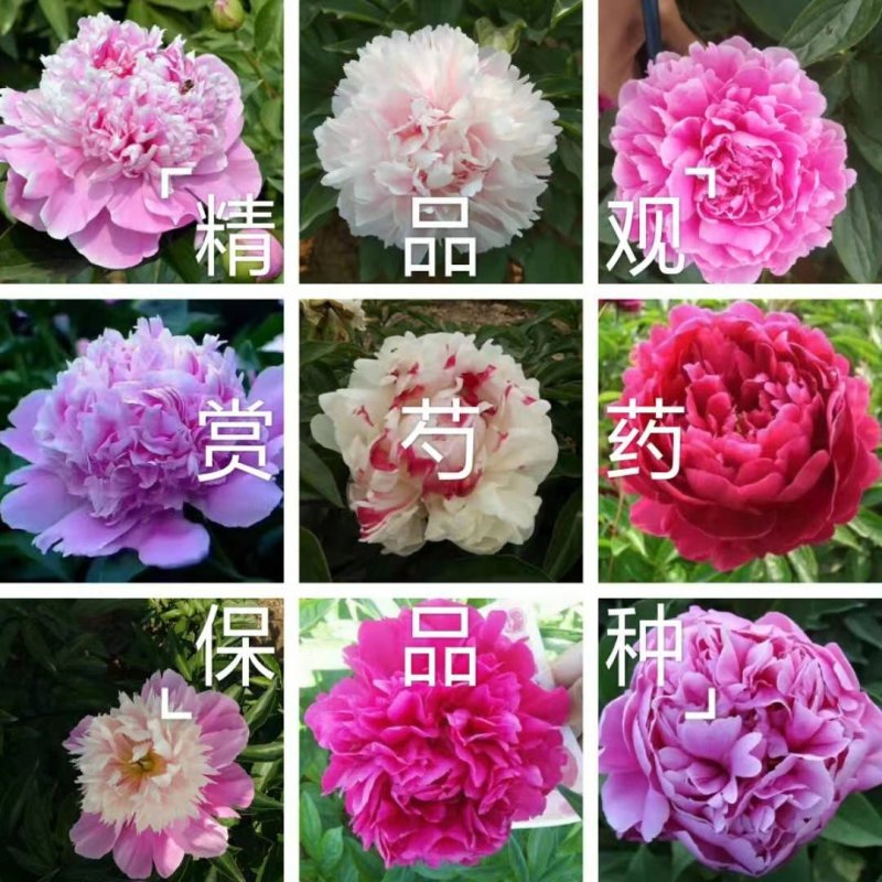 芍药花苗，精品观赏重瓣芍药，菏泽基地直供，保品种，保成活