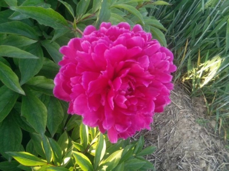 芍药花苗，精品观赏重瓣芍药，菏泽基地直供，保品种，保成活