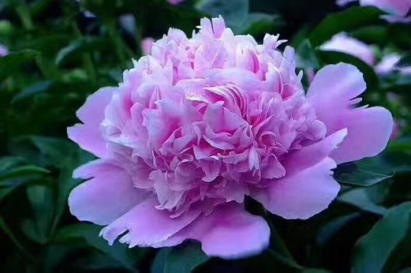 芍药花苗，精品观赏重瓣芍药，菏泽基地直供，保品种，保成活