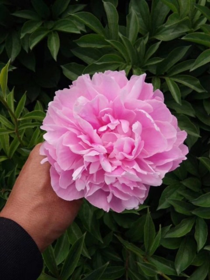 芍药花苗，精品观赏重瓣芍药，菏泽基地直供，保品种，保成活