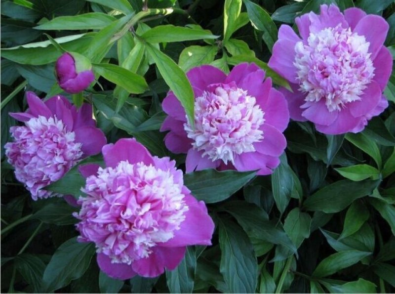 芍药花苗，精品观赏重瓣芍药，菏泽基地直供，保品种，保成活