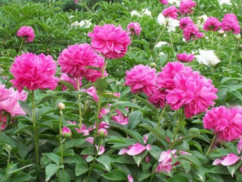 芍药花苗，精品观赏重瓣芍药，菏泽基地直供，保品种，保成活