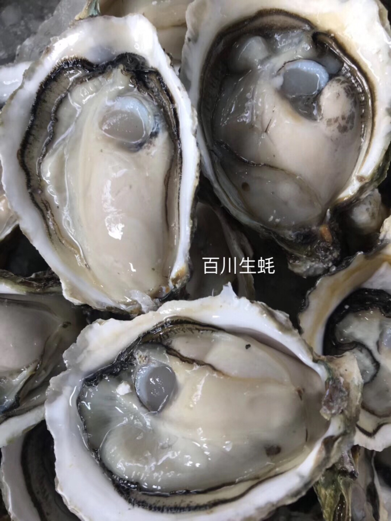黄金扇贝生蚝鲍鱼