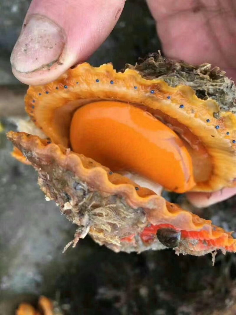 黄金扇贝生蚝鲍鱼