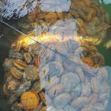 黄金扇贝生蚝鲍鱼