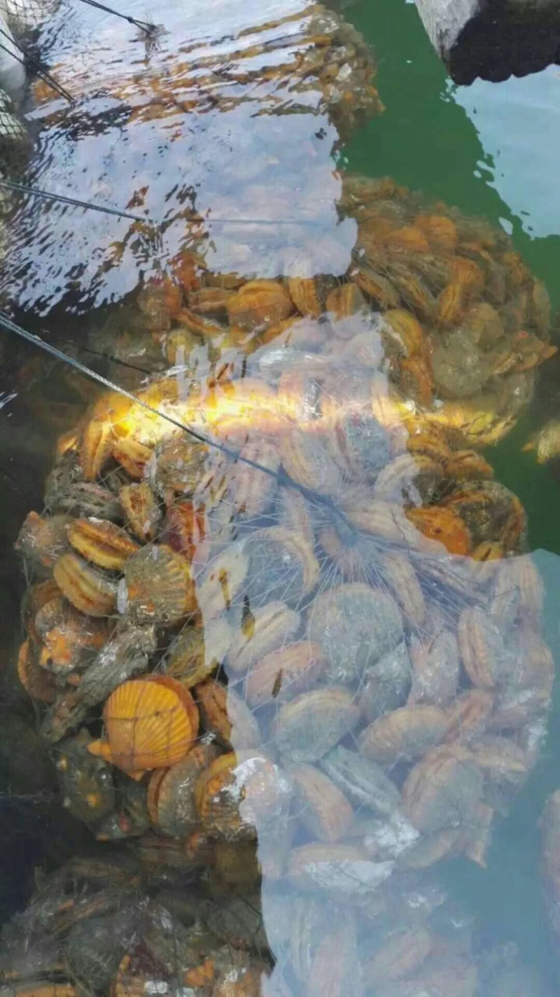 黄金扇贝生蚝鲍鱼