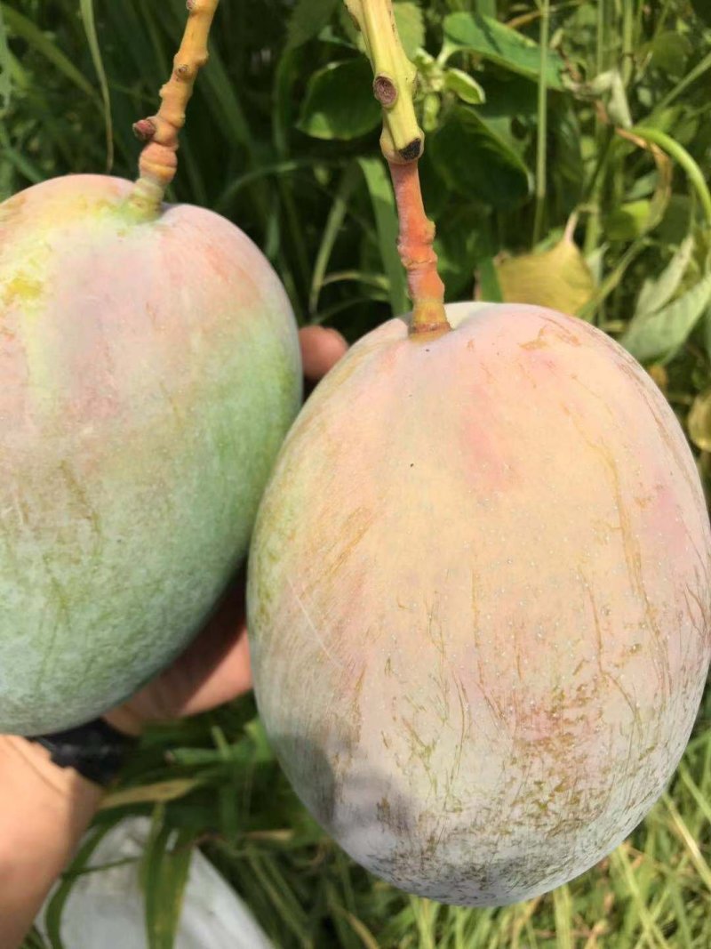 凯特攀枝花芒果大脸芒凯特光果白袋凯特黄袋凯特黄袋晒果