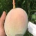 凯特攀枝花芒果大脸芒凯特光果白袋凯特黄袋凯特黄袋晒果