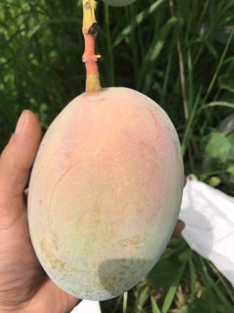 凯特攀枝花芒果大脸芒凯特光果白袋凯特黄袋凯特黄袋晒果