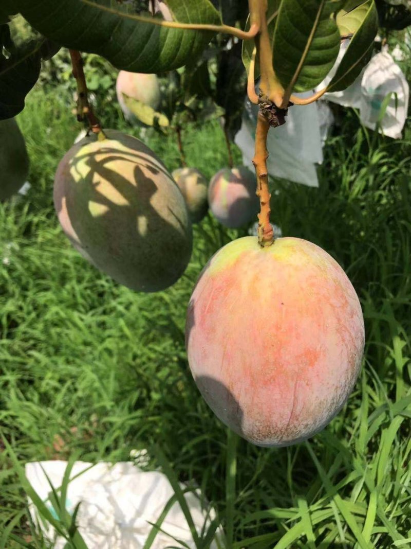 凯特攀枝花芒果大脸芒凯特光果白袋凯特黄袋凯特黄袋晒果