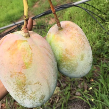 凯特攀枝花芒果大脸芒凯特光果白袋凯特黄袋凯特黄袋晒果