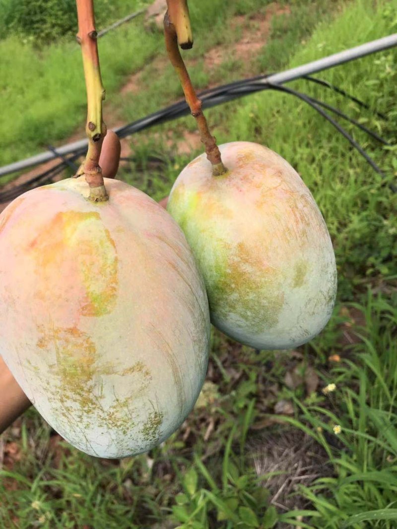 凯特攀枝花芒果大脸芒凯特光果白袋凯特黄袋凯特黄袋晒果