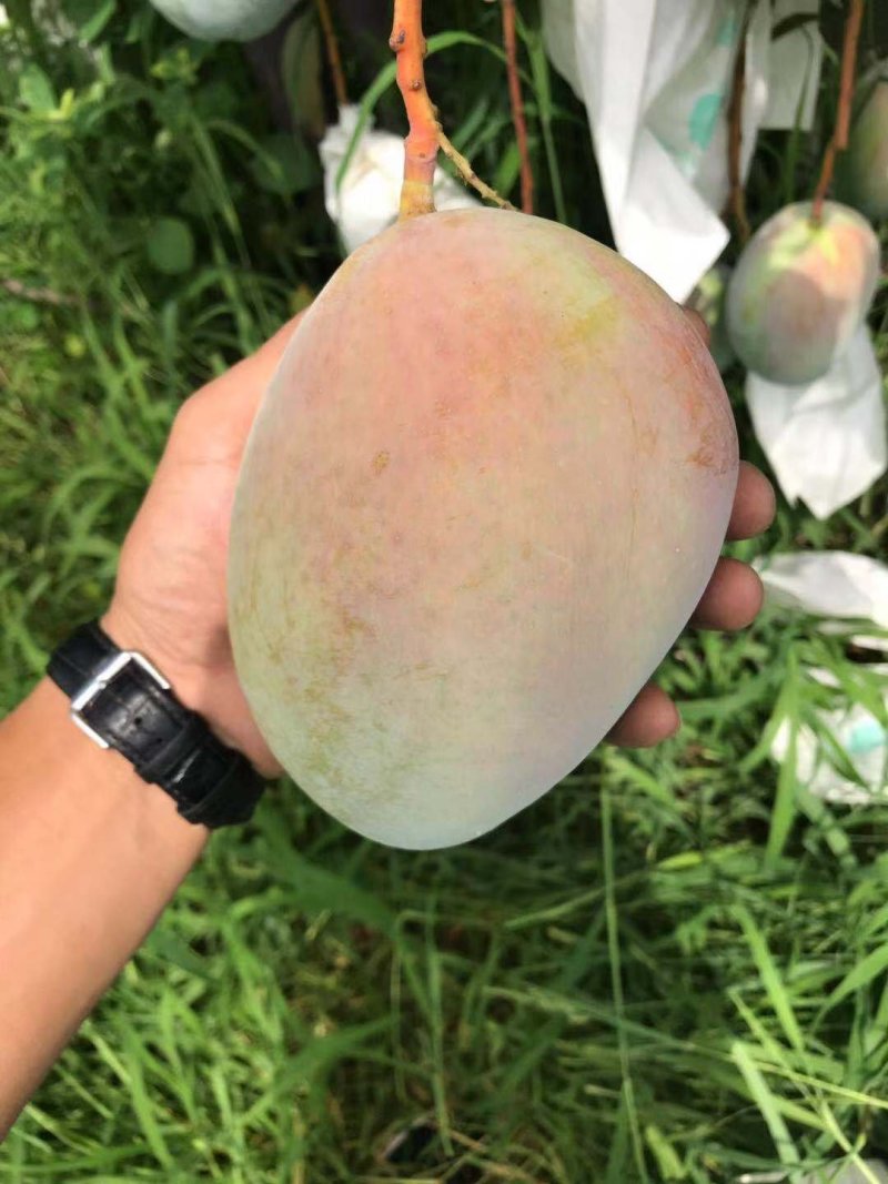 凯特攀枝花芒果大脸芒凯特光果白袋凯特黄袋凯特黄袋晒果