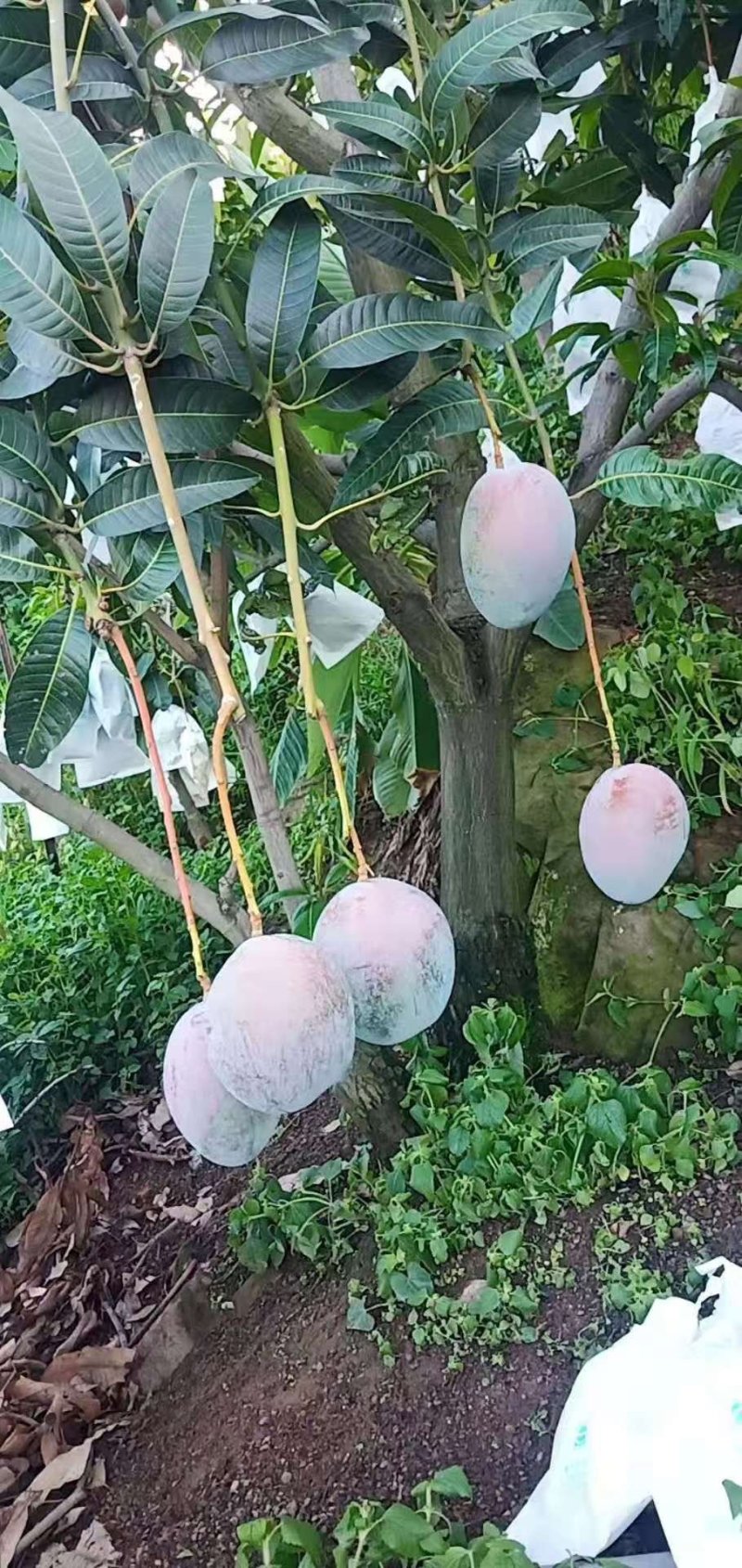 凯特攀枝花芒果大脸芒凯特光果白袋凯特黄袋凯特黄袋晒果