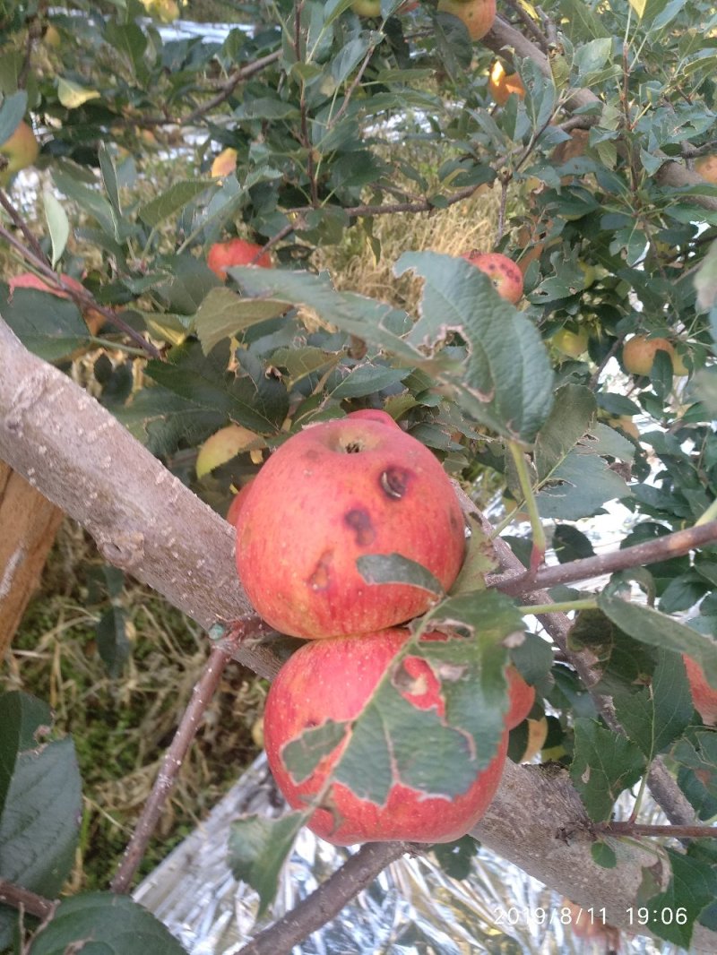 哈哈果