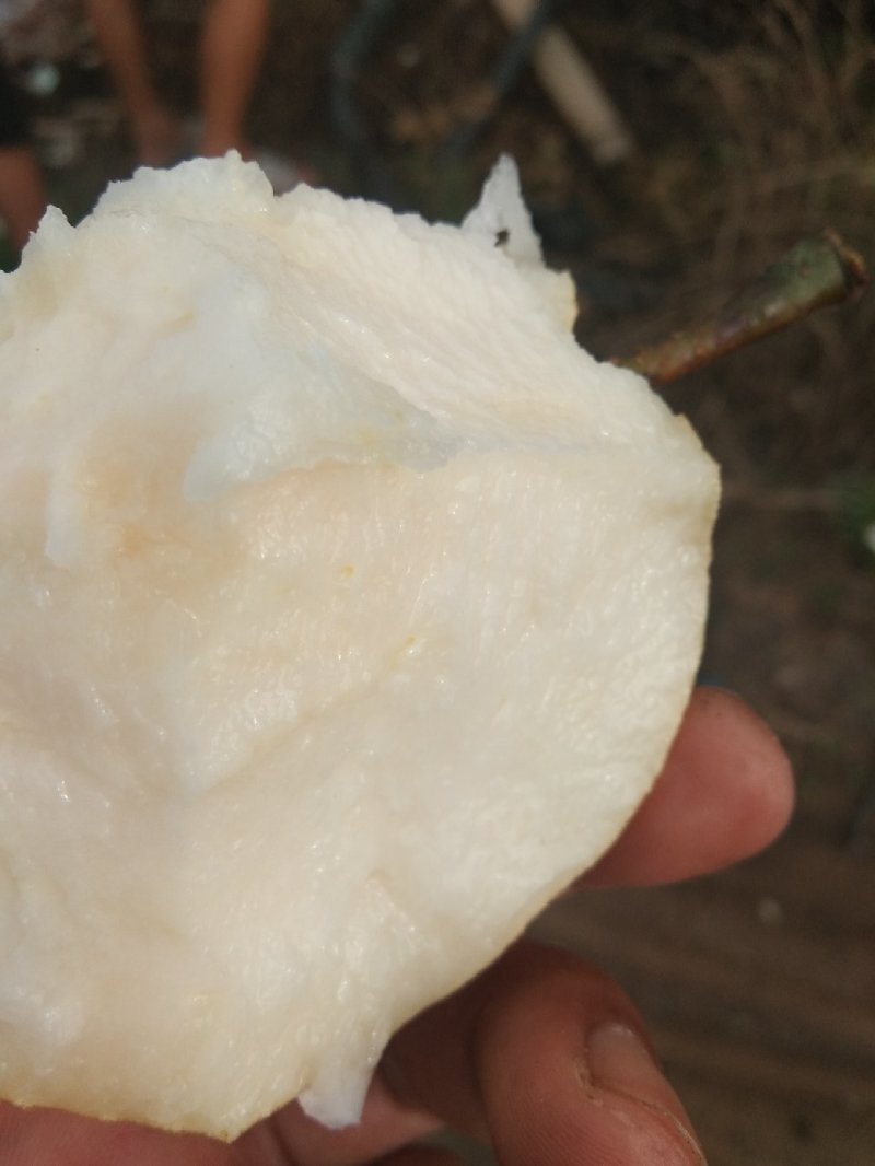 华山梨，南水，秋月，品种齐全，以质论