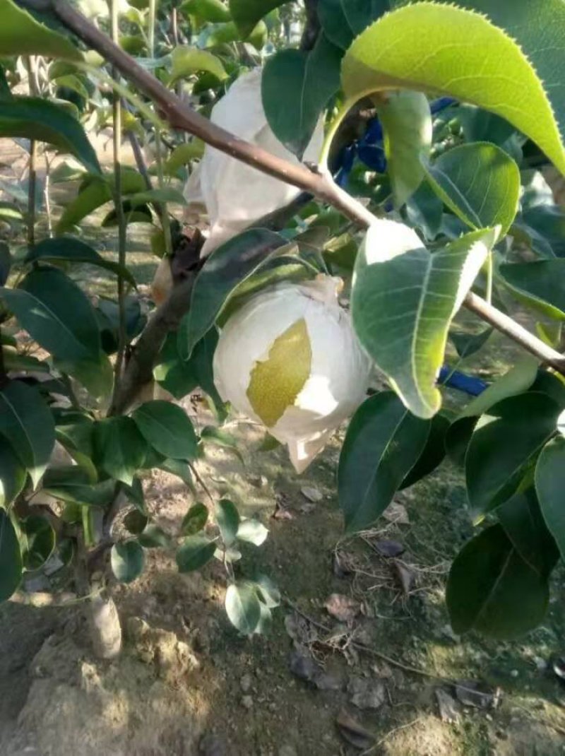 华山梨，南水，秋月，品种齐全，以质论