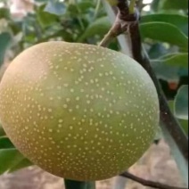 华山梨，南水，秋月，品种齐全，以质论