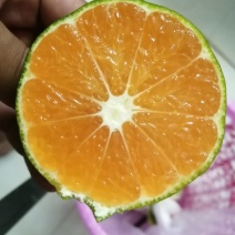 特早蜜橘，特早蜜橘，可长期供货