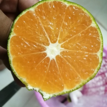 特早蜜橘，特早蜜橘，可长期供货